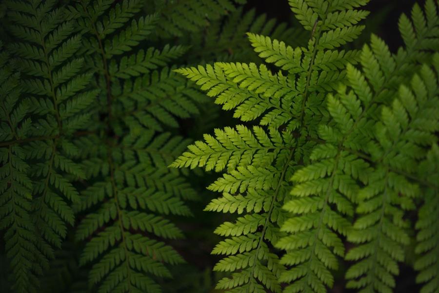 Fern fronds