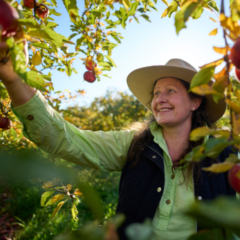 Fruit picking apples